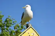 264279