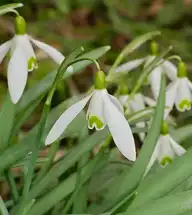 26557
