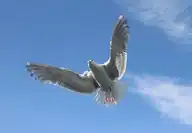 266487