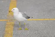 266501