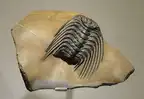 267225