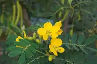267672