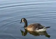 268636