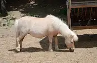 268827