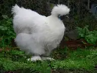 269865