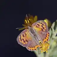 271566