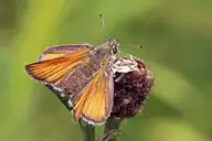 271630