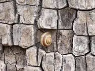 271850