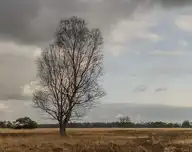 272631