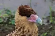 273412