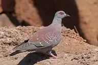 273973