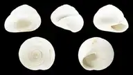 274201