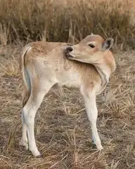 277834