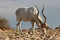 2867