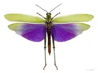 291061