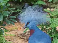 29239