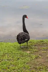 29319