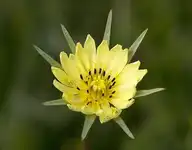 294329