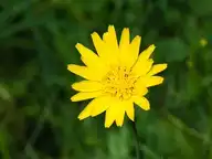 294332