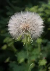 294334