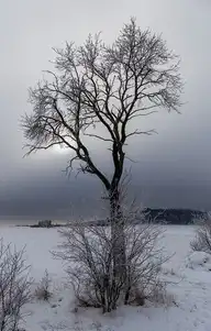 294884