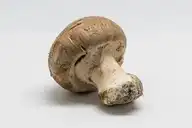 29695