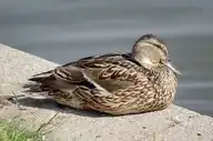 30068
