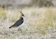 301398