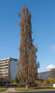 306001