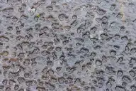 3060