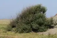 307878