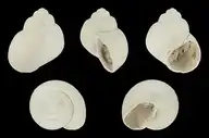 308383