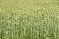314080