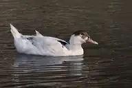 315018