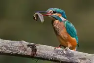 3195