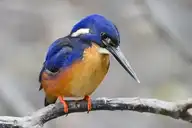 3196