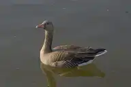 322438