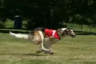 323531