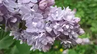 327637