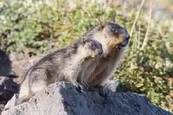 327733