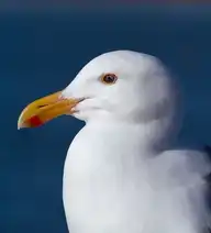 330693
