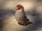3316