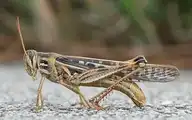 3338