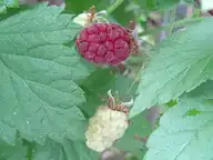 33930