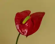 3516