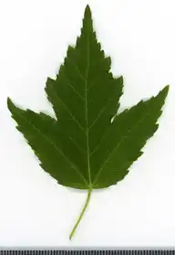 36602