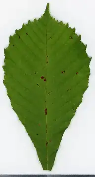 36618