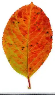 36638
