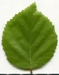 36668