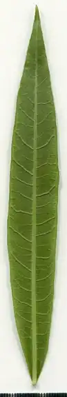 36697